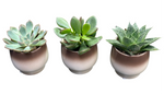 Mini Succulent Trio