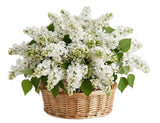 Amazing White Lilac in Basket