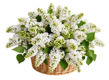 Amazing White Lilac in Basket