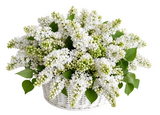 Amazing White Lilac in Basket
