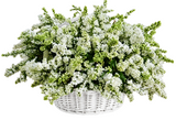 Amazing White Lilac in Basket