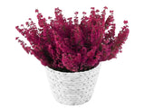 Basket of Erica Carnea Plant