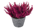 Basket of Erica Carnea Plant