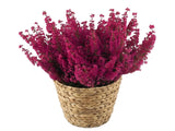 Basket of Erica Carnea Plant