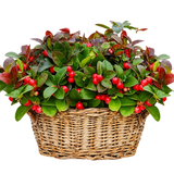 Basket of Glautheria  Big Berry
