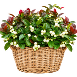 Basket of Glautheria  Big Berry