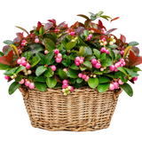 Basket of Glautheria  Big Berry