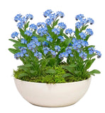 Forget-Me-Not Plant in Ceramic Bowl Pot