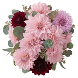 Blush & Bordeaux Dahlia Symphony Bouquet