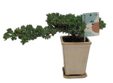 Bonsai Juniperus Chinensis Cascade