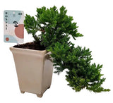 Bonsai Juniperus Chinensis Cascade