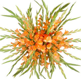 Bouquet of Orange Gladioli