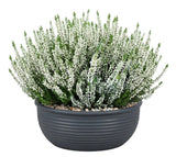 Calluna Vulgaris in Ceramic Bowl