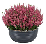 Calluna Vulgaris in Ceramic Bowl