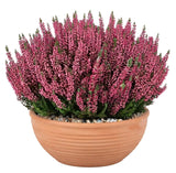 Calluna Vulgaris in Ceramic Bowl