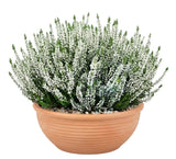 Calluna Vulgaris in Ceramic Bowl
