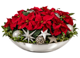 Chrismas Gorrgeous Poisenttia Arrangement