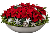 Chrismas Gorrgeous Poisenttia Arrangement