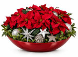 Chrismas Gorrgeous Poisenttia Arrangement