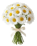 Classic Daisies Bouquet
