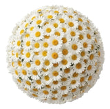 Classic Daisies Bouquet
