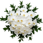 Classic Phalaenopsis Orchids Bouquet with Greenery