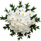 Classic Phalaenopsis Orchids Bouquet with Greenery