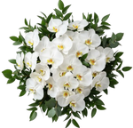 Classic Phalaenopsis Orchids Bouquet with Greenery