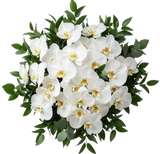 Classic Phalaenopsis Orchids Bouquet with Greenery
