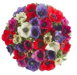 Colored Anemones Bouquet