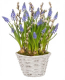 Cute Basket of Muscari with Catkins