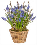 Cute Basket of Muscari with Catkins