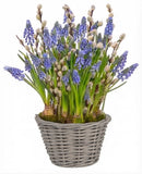 Cute Basket of Muscari with Catkins
