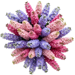 Delphinium Trio Colour Bouquet