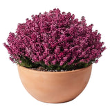 Erica Ceramic Pot Arrangement