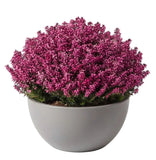 Erica Ceramic Pot Arrangement