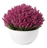 Erica Ceramic Pot Arrangement