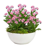 Forget-Me-Not Plant in Ceramic Bowl Pot