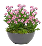 Forget-Me-Not Plant in Ceramic Bowl Pot