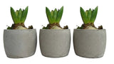 Fragrant Hyacinth Trio