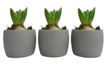 Fragrant Hyacinth Trio