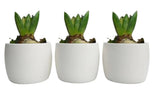 Fragrant Hyacinth Trio