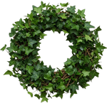 Fresh Green Hedera Wreath