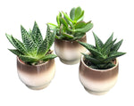 Mini Succulent Trio