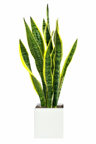 Snake Plant in Ceramic Pot
