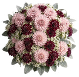 Luxury Dahlia Bouquet with Scabiosa and Wax Flowers Bouquet