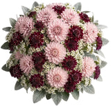 Luxury Dahlia Bouquet with Scabiosa and Wax Flowers Bouquet