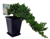 Bonsai Juniperus Chinensis Cascade