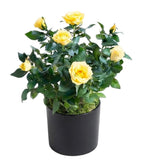 Mini Roses Ceramic Pot