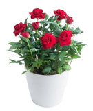 Mini Roses Ceramic Pot